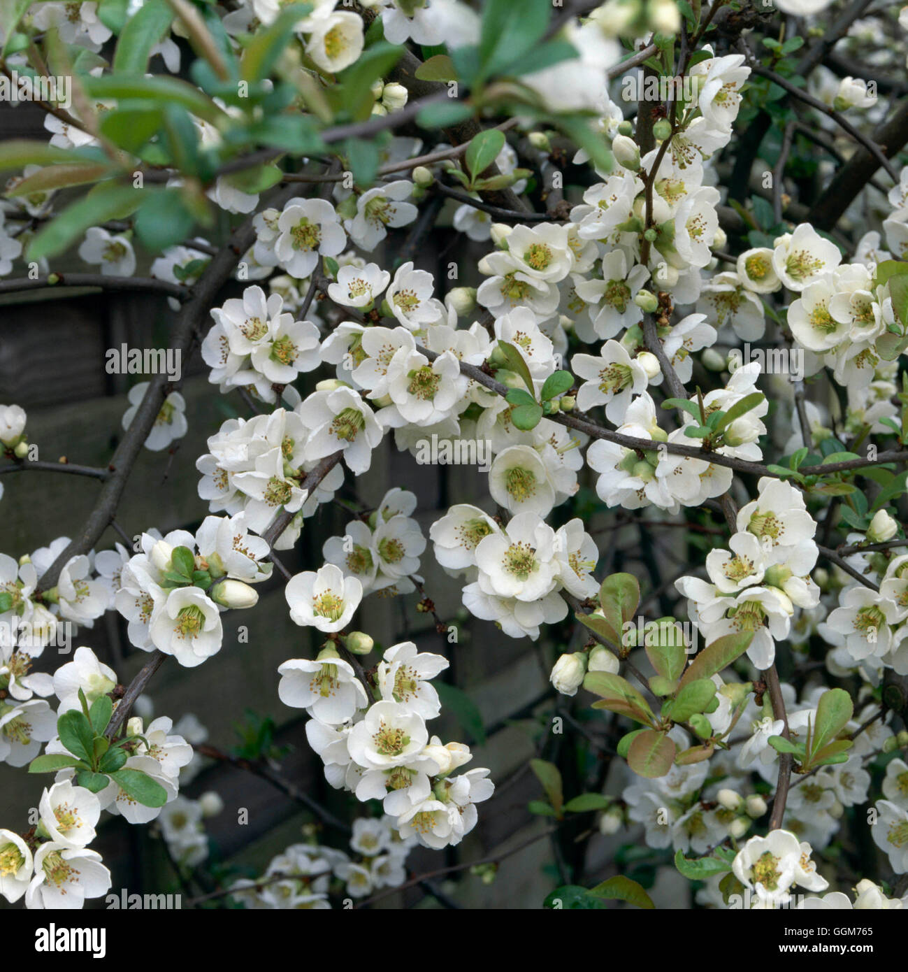 Chaenomeles speciosa - `Nivalis'   TRS021871 Stock Photo